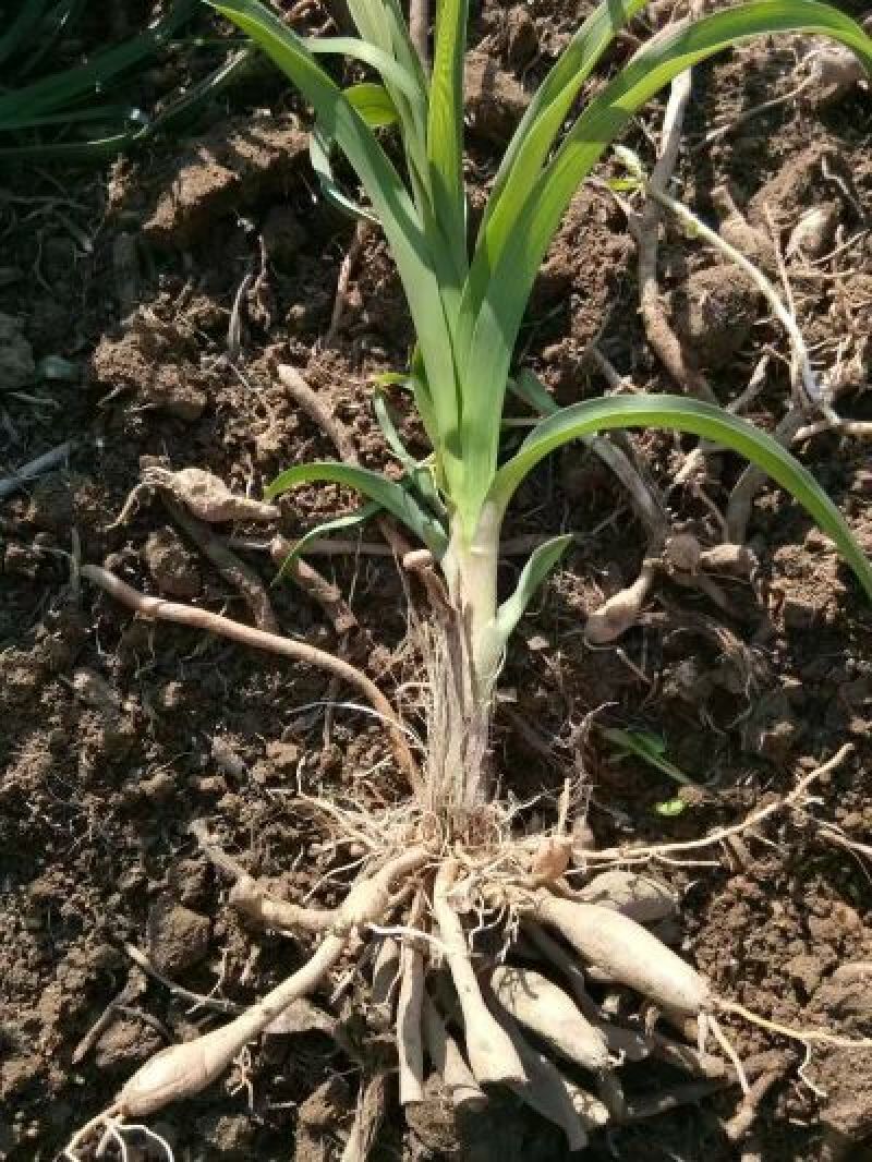 黄花菜种苗10~20cm