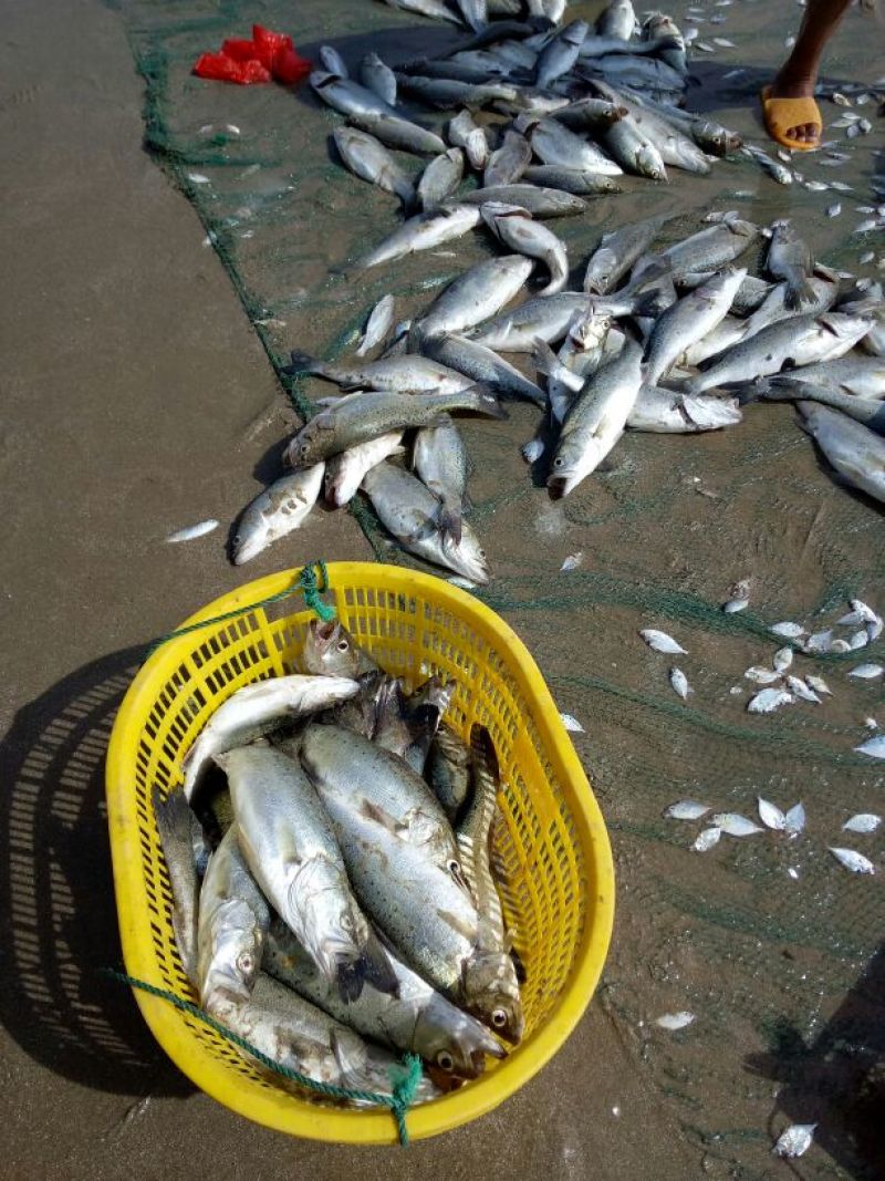 海鲈鱼鱼苗