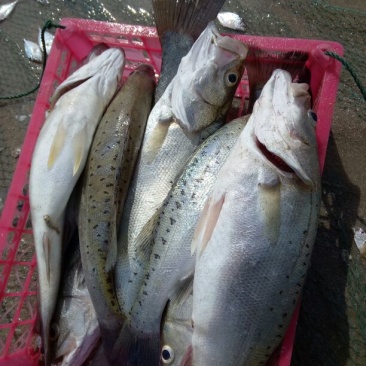 海鲈鱼鱼苗