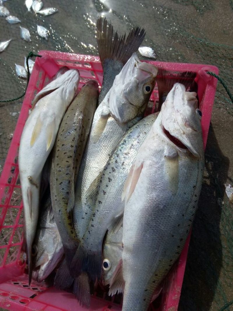 海鲈鱼鱼苗