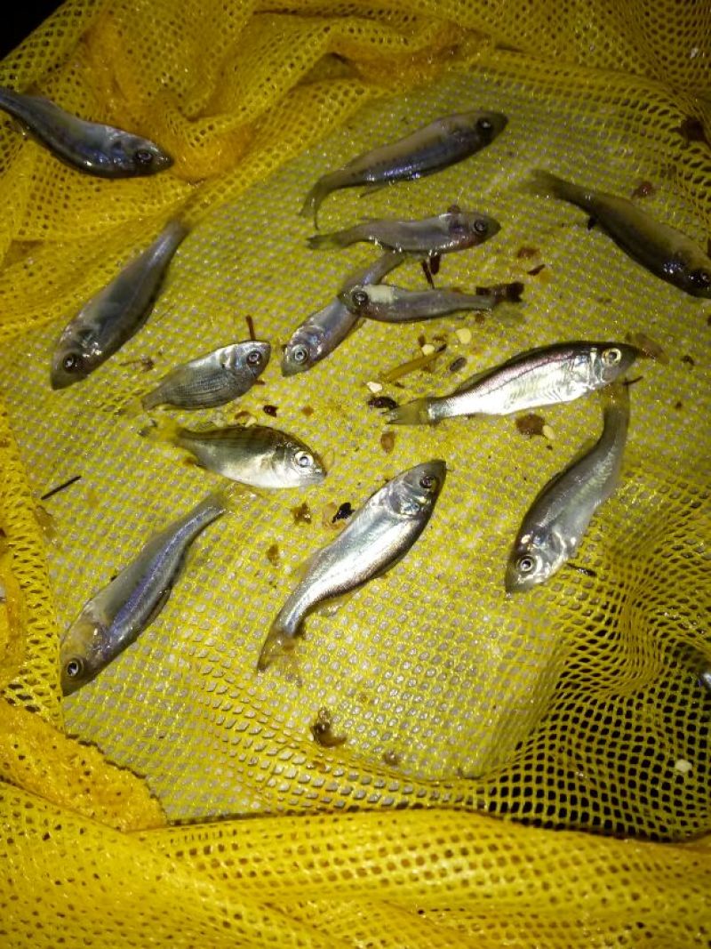 海鲈鱼鱼苗