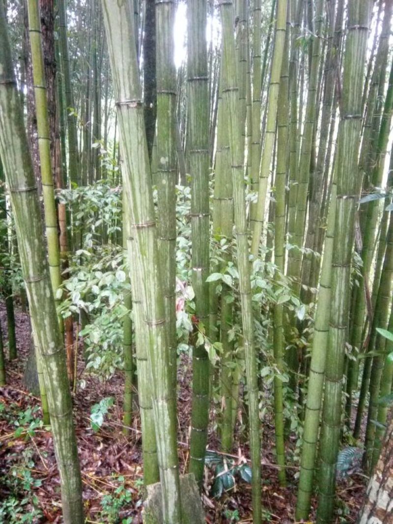 斑竹7~8m