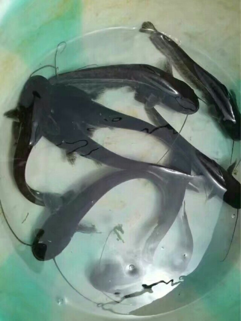 大口鲶鱼苗