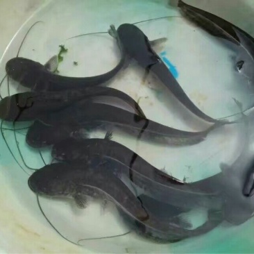 大口鲶鱼苗