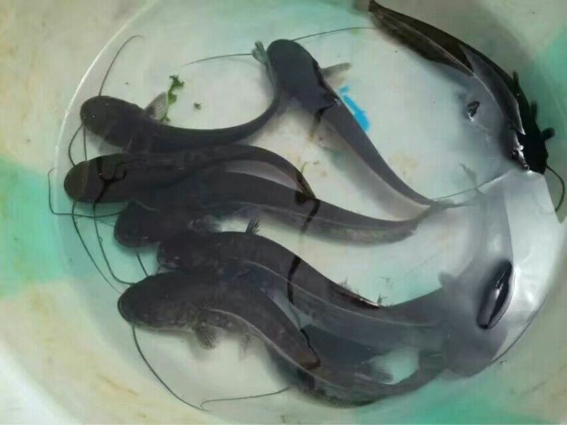 大口鲶鱼苗