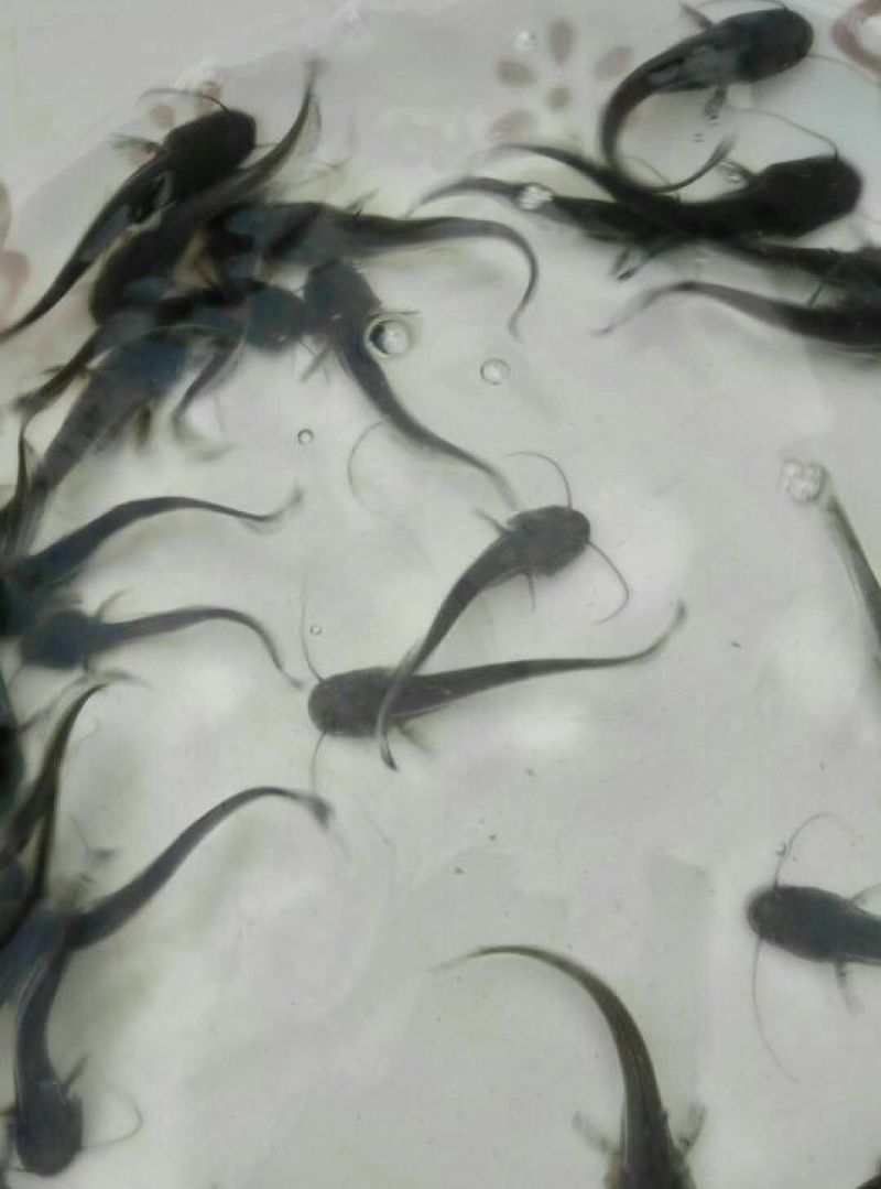 大口鲶鱼苗