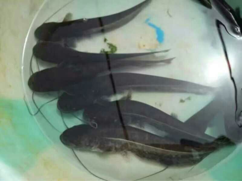 大口鲶鱼苗