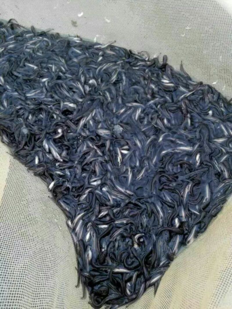 大口鲶鱼苗