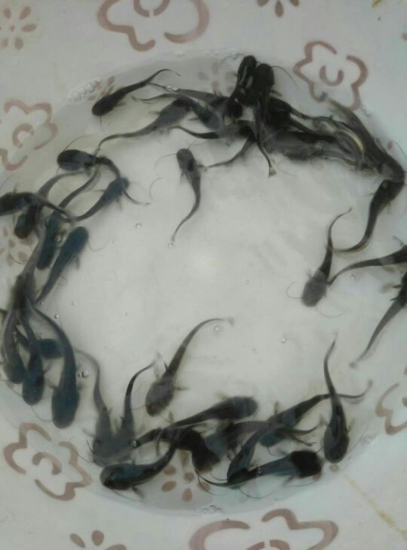 大口鲶鱼苗
