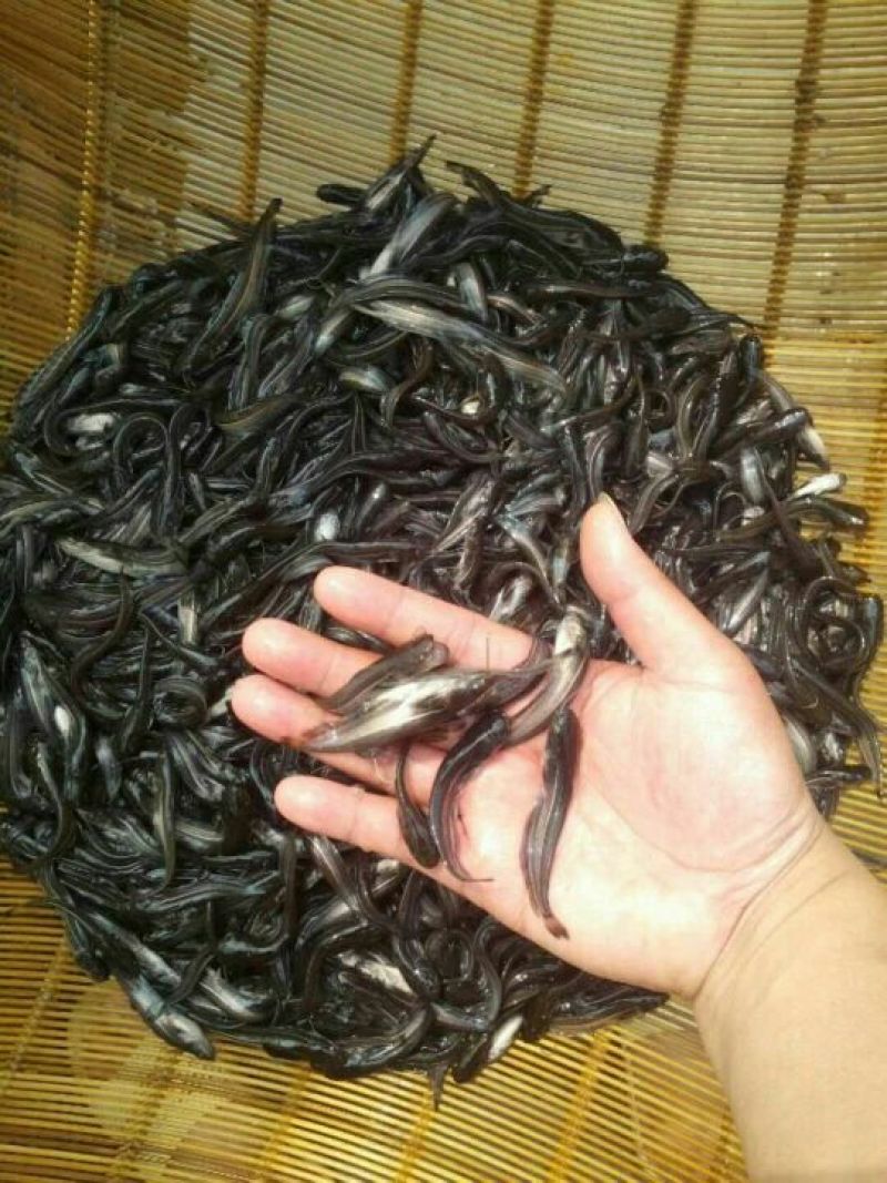 大口鲶鱼苗