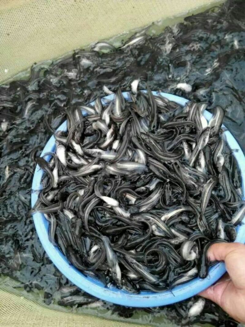 大口鲶鱼苗