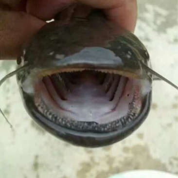 鲶鱼苗