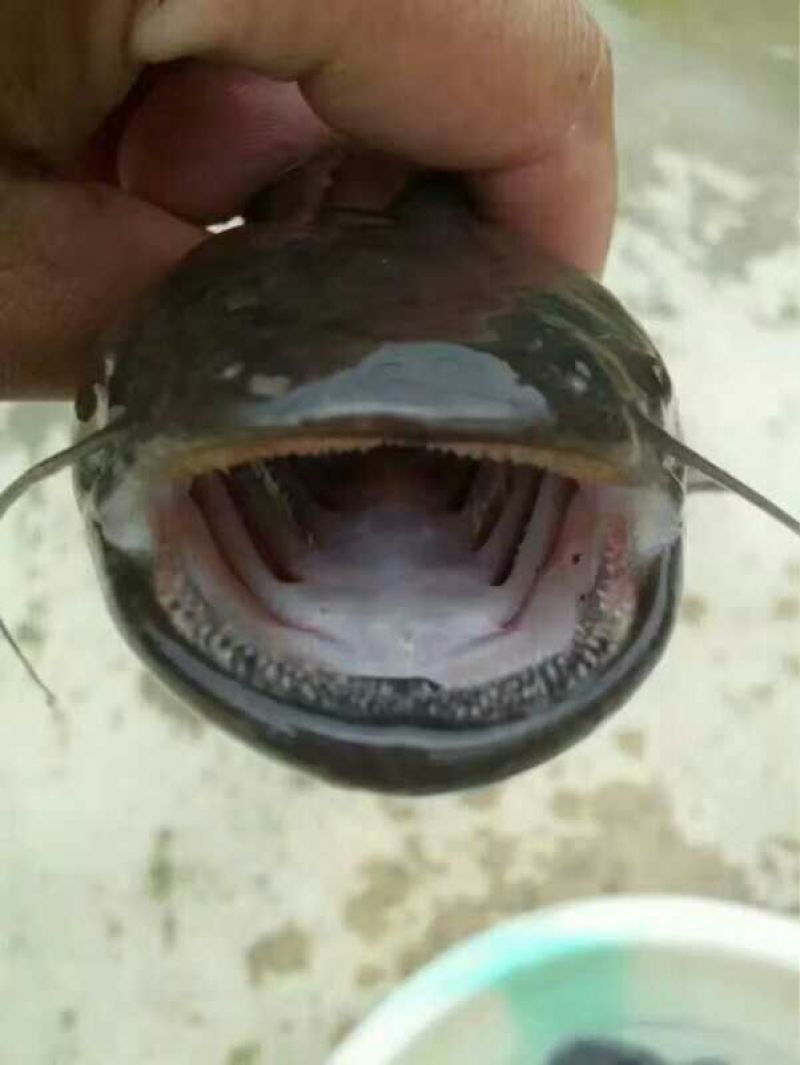 鲶鱼苗