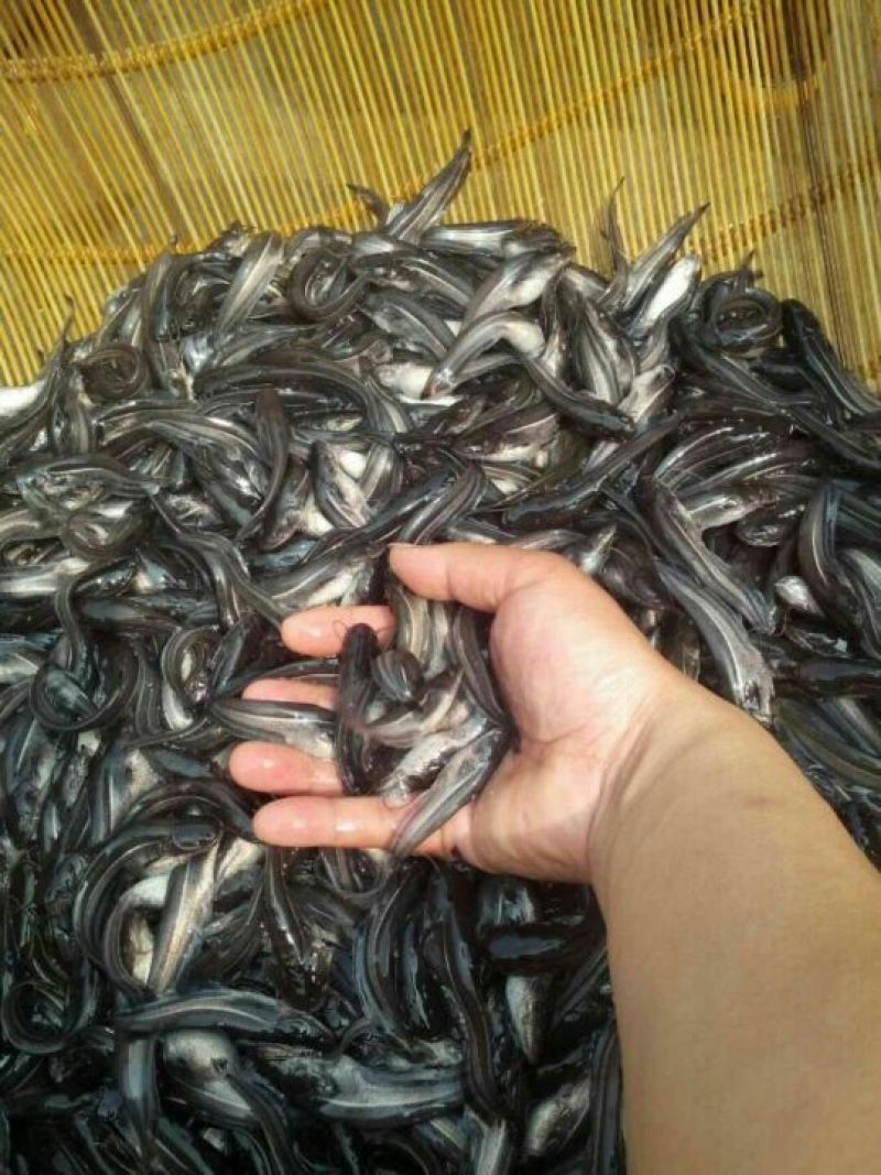 鲶鱼苗