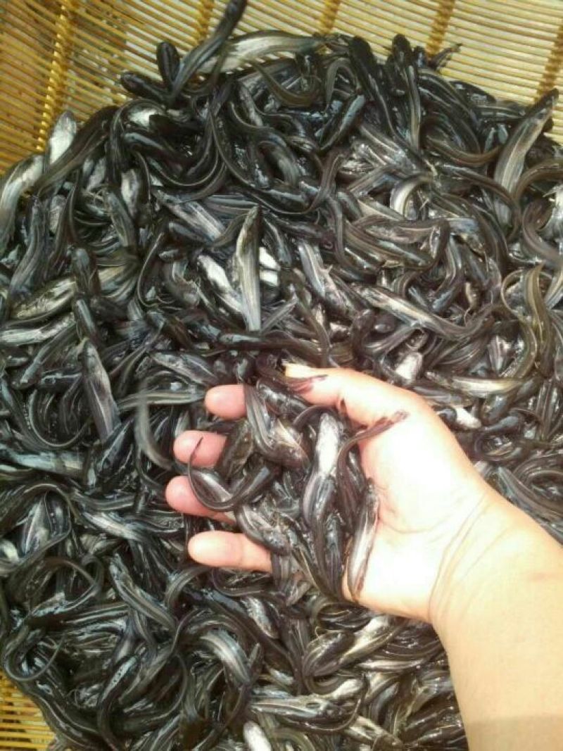 鲶鱼苗