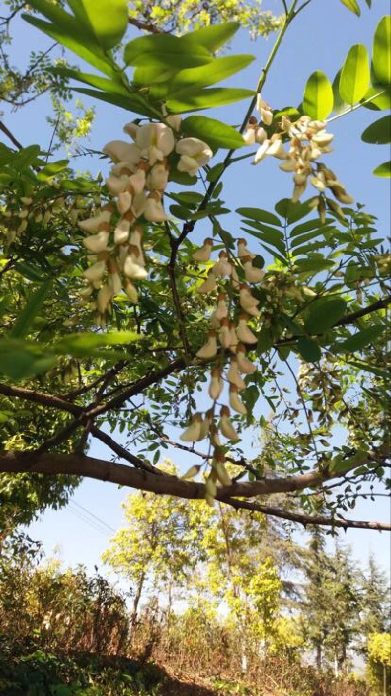 槐花