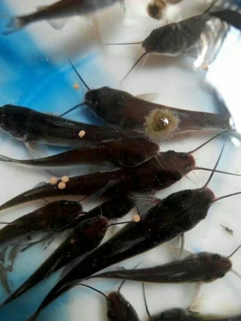 叉尾鱼