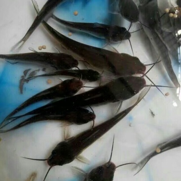 叉尾鱼