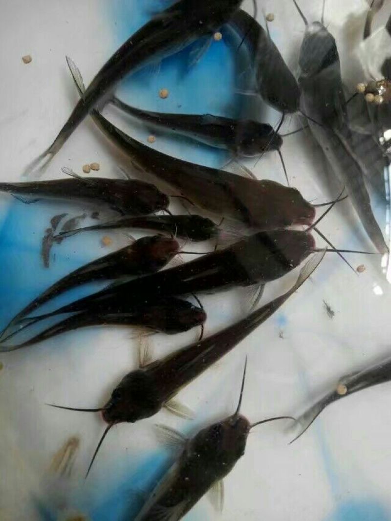叉尾鱼