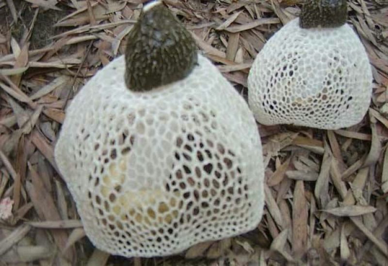 竹荪菌种竹菌菌种三级栽培种免费提供技术支持
