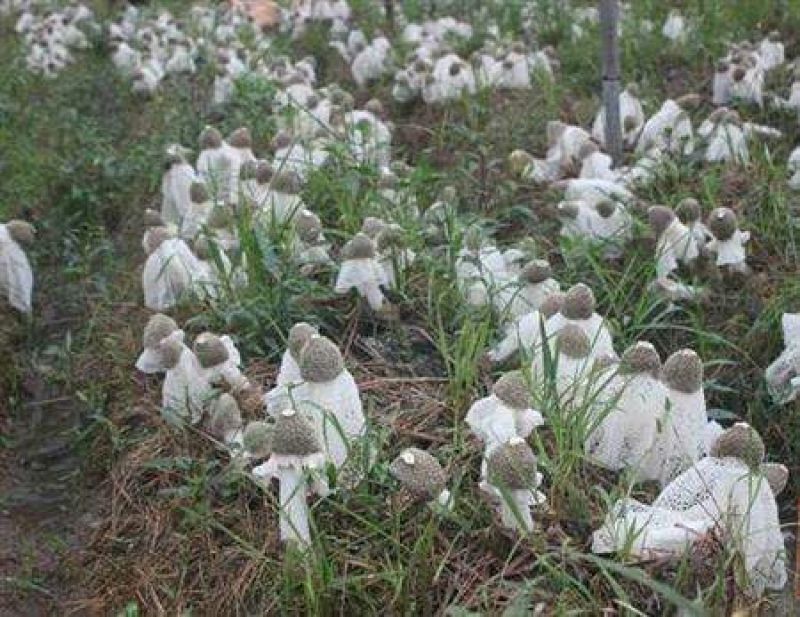 竹荪菌种竹菌菌种三级栽培种免费提供技术支持