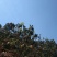 大凉山枇杷，露天枇杷，早春枇杷，枇杷0.4两以上