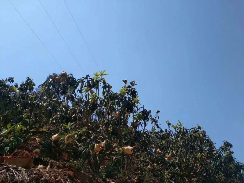 大凉山枇杷，露天枇杷，早春枇杷，枇杷0.4两以上