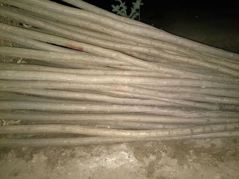 基地直销刺槐1米以下6~8cm4~6cm