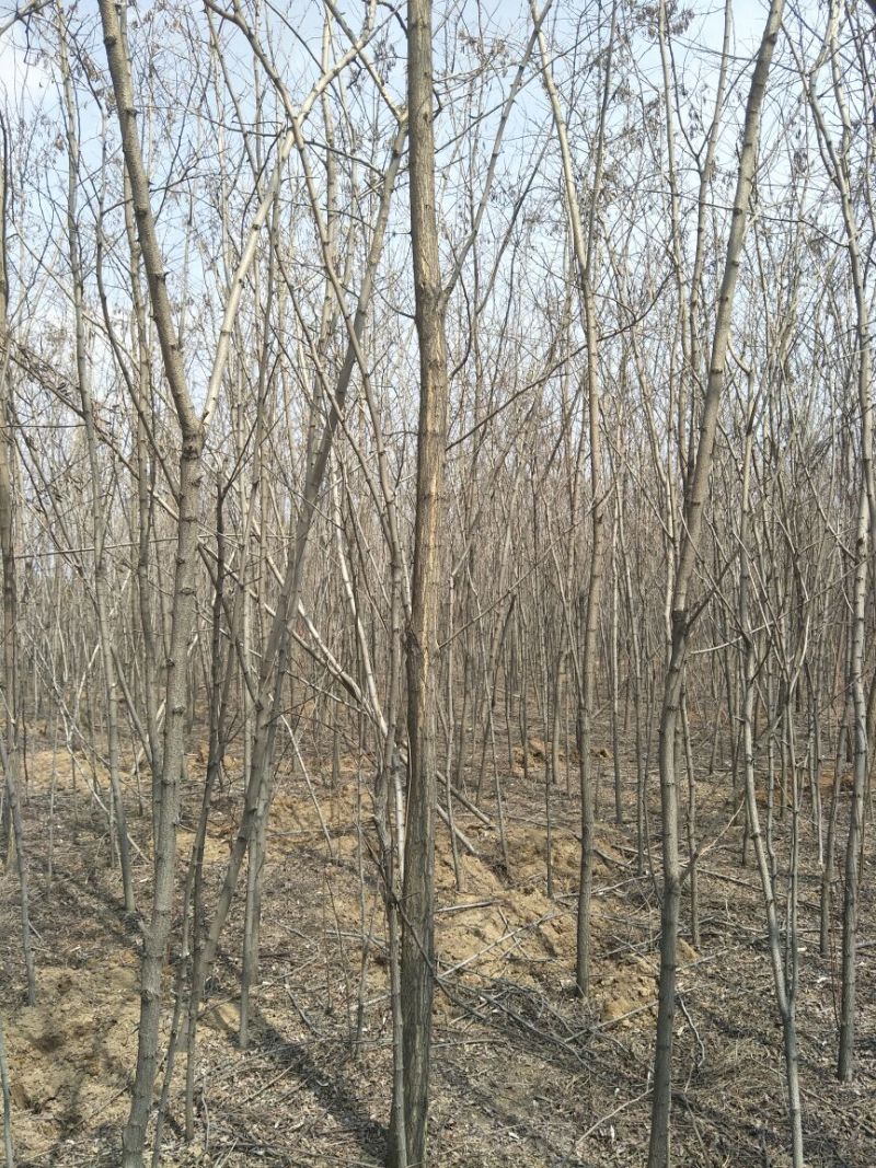 基地直销刺槐1米以下6~8cm4~6cm
