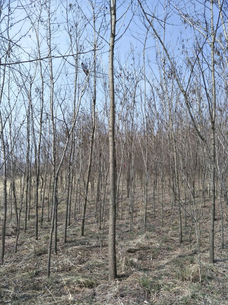 基地直销刺槐1米以下6~8cm4~6cm
