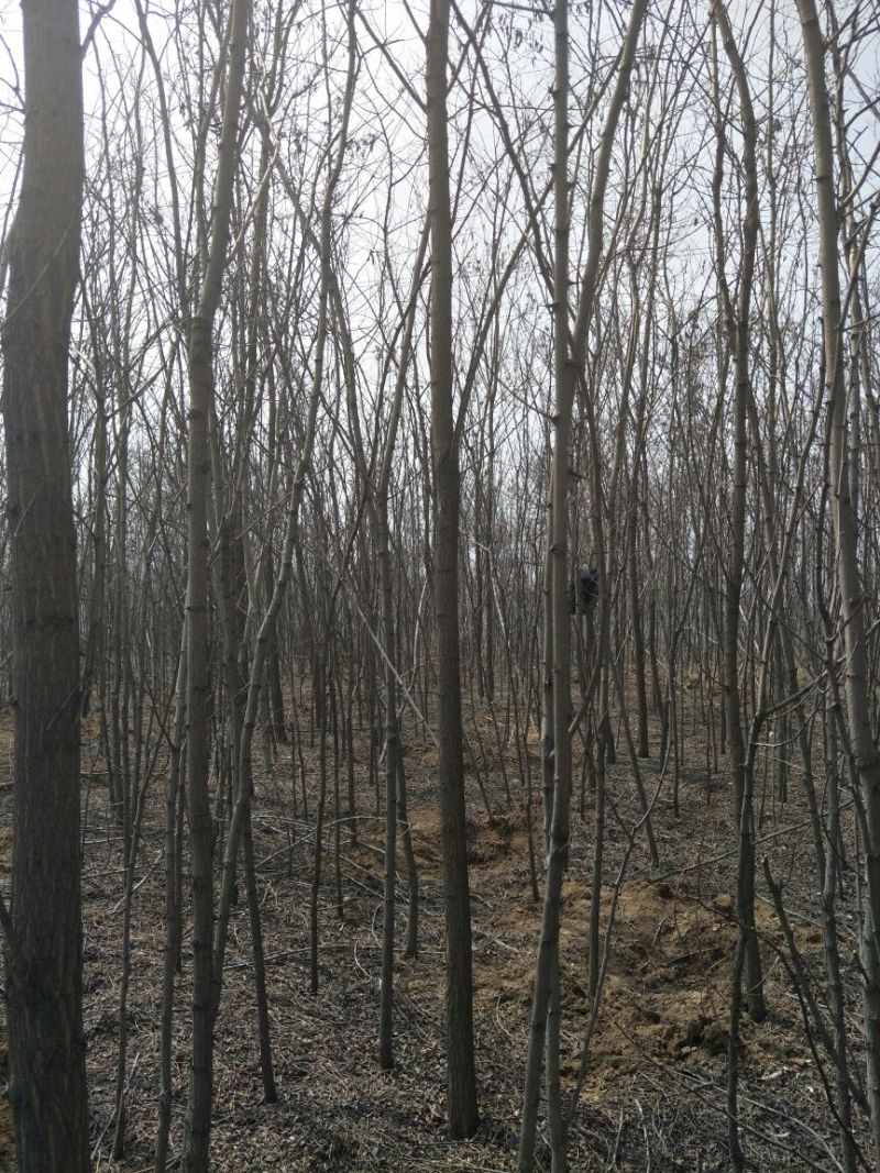 基地直销刺槐1米以下6~8cm4~6cm