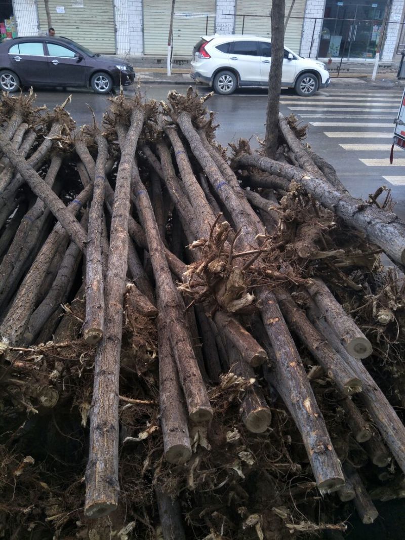 基地直销刺槐1米以下6~8cm4~6cm
