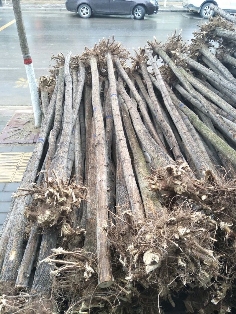 基地直销刺槐1米以下6~8cm4~6cm