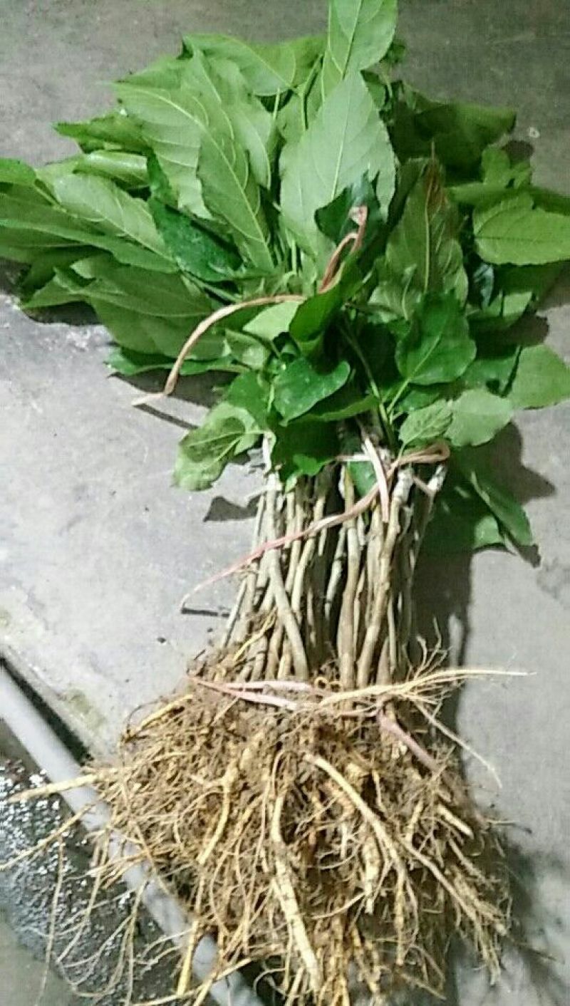 长果桑树苗40~50cm