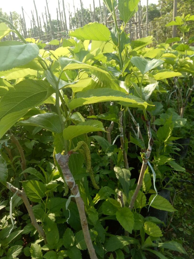 长果桑树苗40~50cm