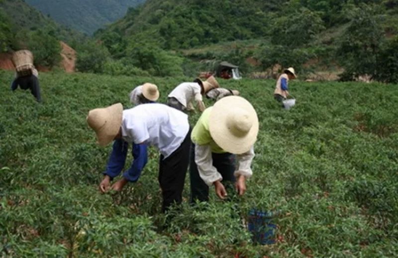 小米辣2~5厘米红特辣