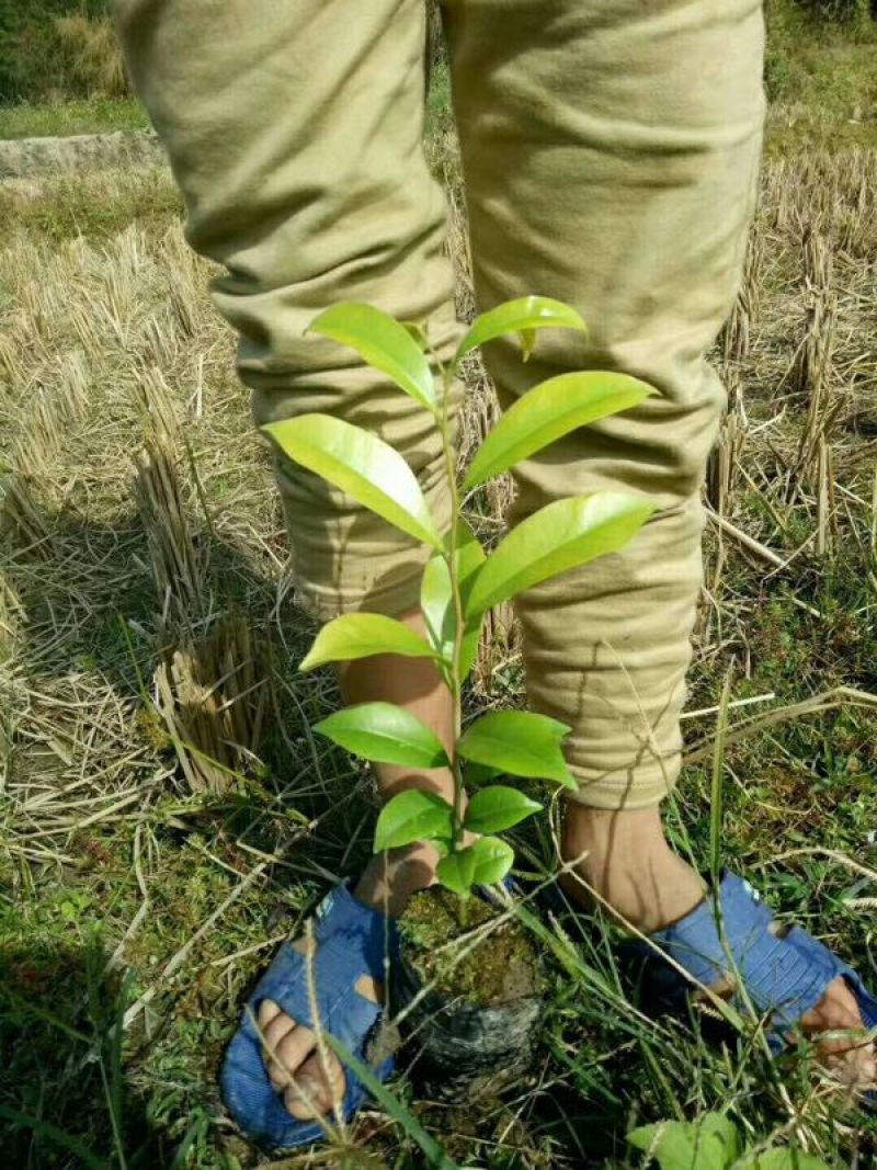 沉香树苗20~30cm