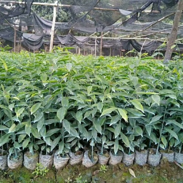 沉香树苗20~30cm