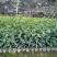 沉香树苗20~30cm