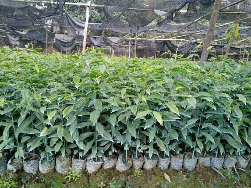沉香树苗20~30cm