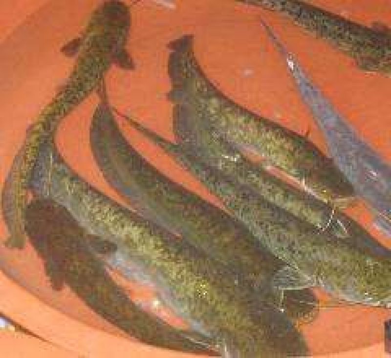 鲶鱼食用
