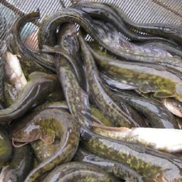 鲶鱼食用