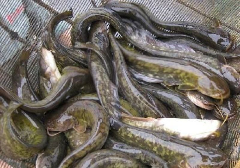 鲶鱼食用