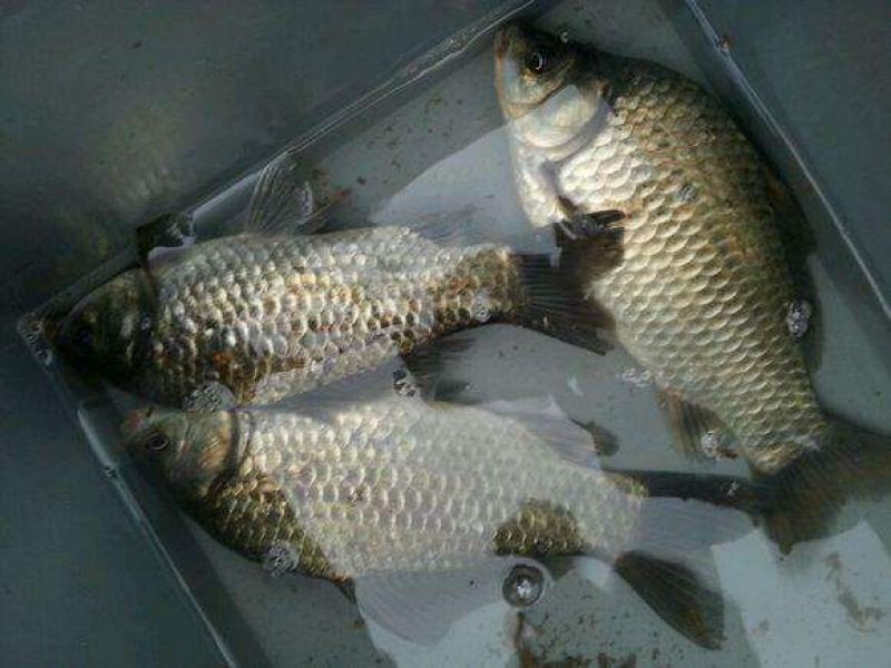 鲫鱼食用