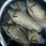 鲫鱼食用