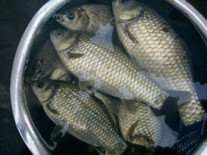 鲫鱼食用