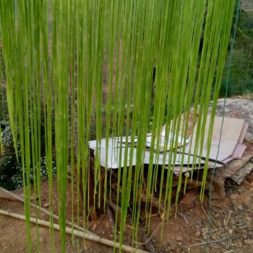贡菜