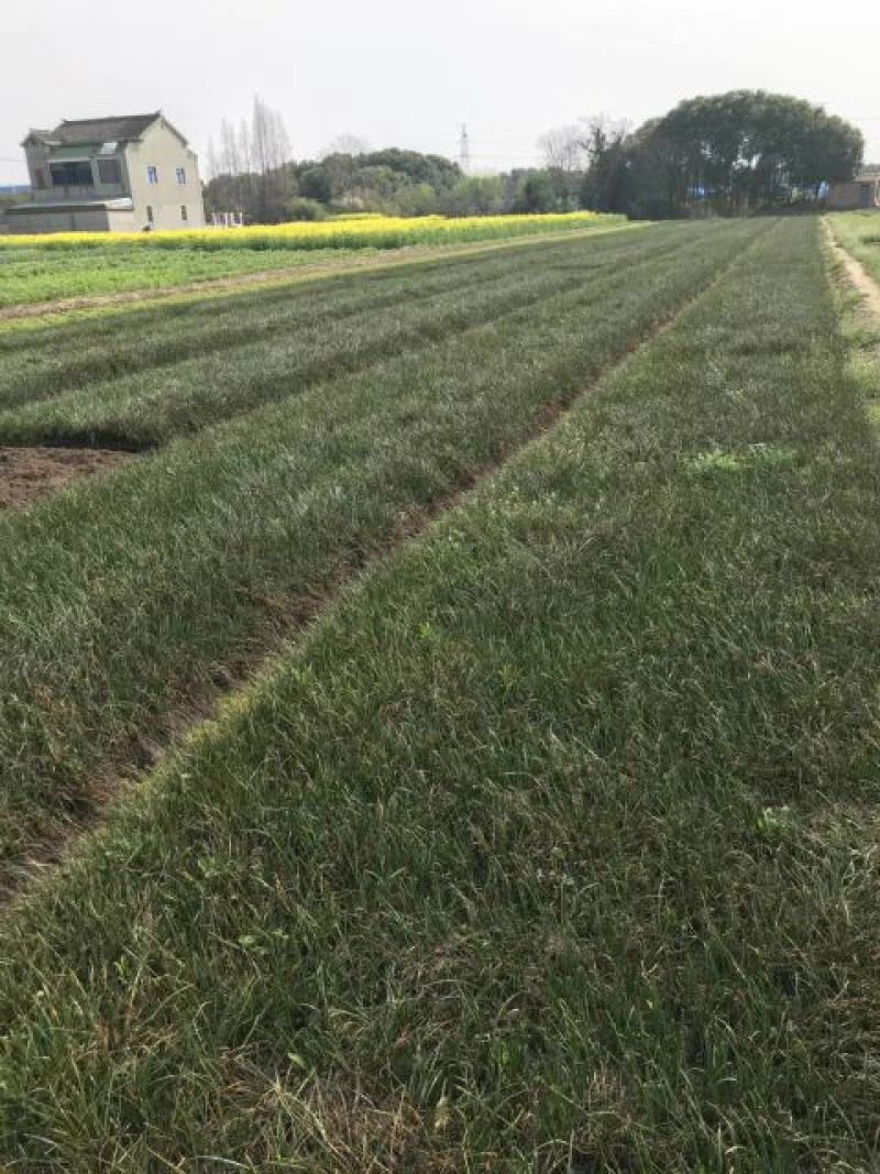 葱兰价格江苏葱兰高质量低价格无中介