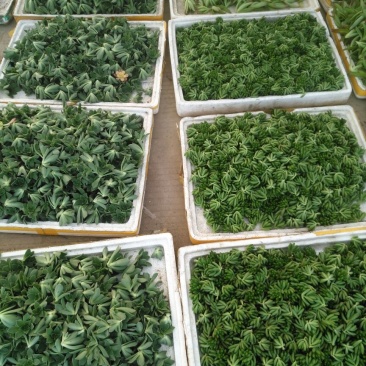 多肉植物砍头苗，混批，量大从优，