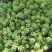 多肉植物砍头苗，混批，量大从优，